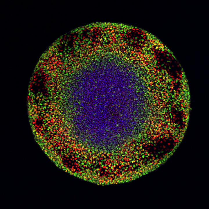 The engineered platform a U of T research team developed uses human pluripotent stem cells to mimic initiation of a human embryonic developmental stage called gastrulation.