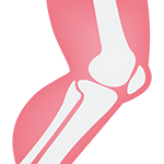 musculoskeletal icon
