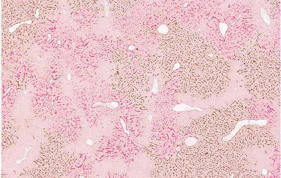 Microscope image