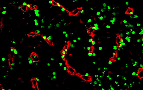 Cells